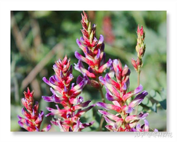 6月25日的生辰花 甘草花 知乎