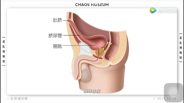 肚臍眼通向什麼?