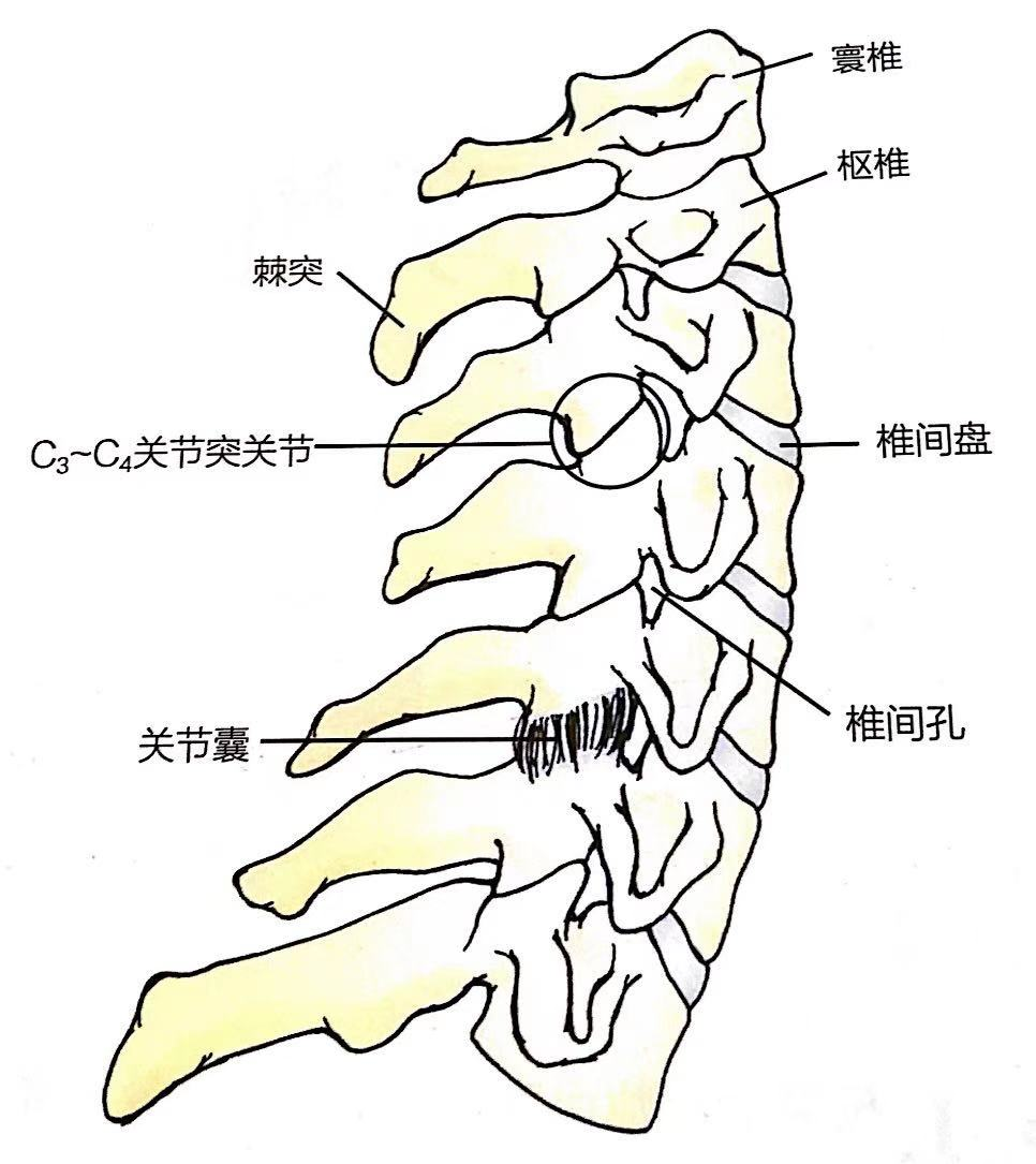 第一颈椎 解剖解剖图图片
