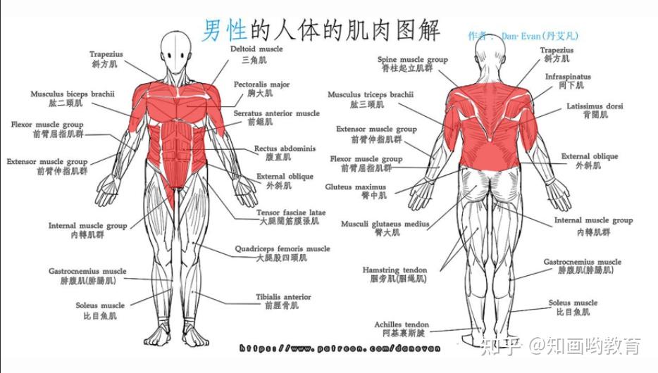 我们先来了解一下躯干上的肌肉群体,有助于我们对肌肉结构的绘画
