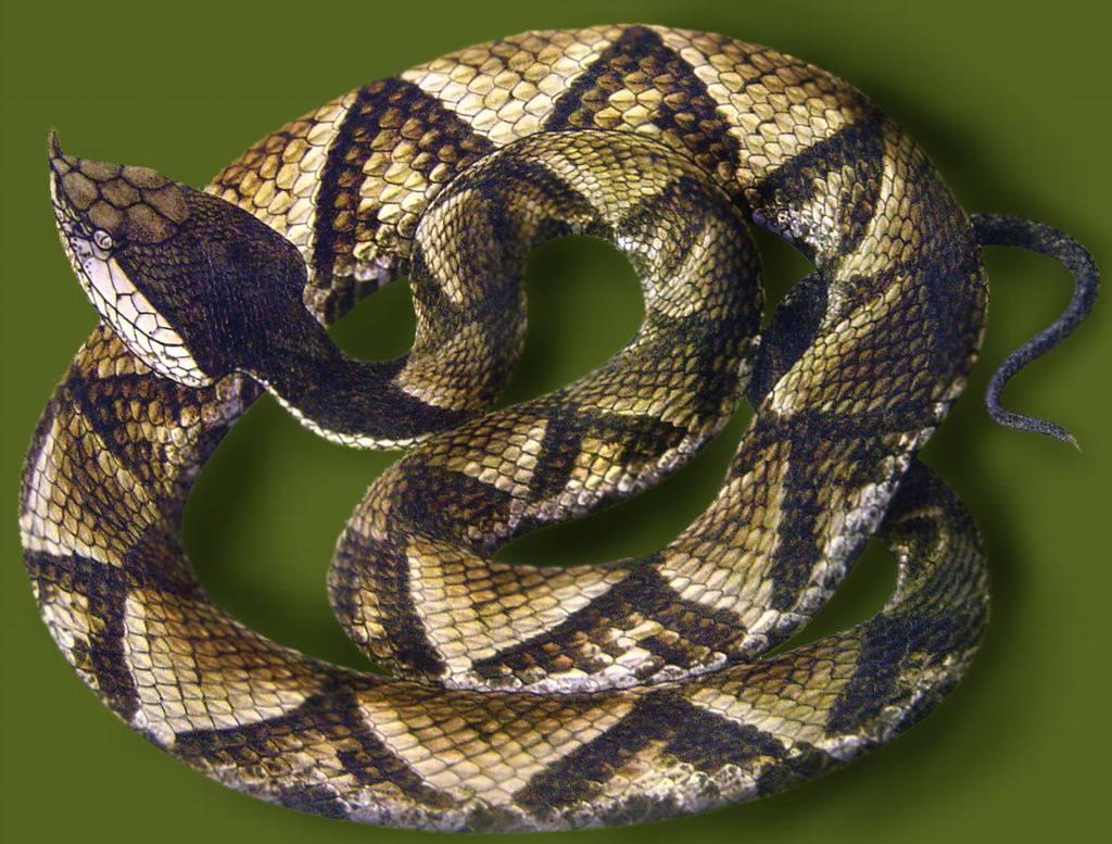 银环蛇 - 互动百科