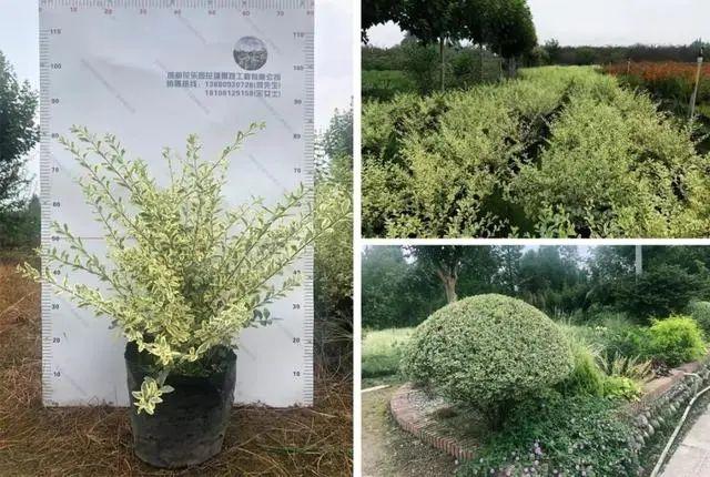 59种园林植物及应用 - 知乎