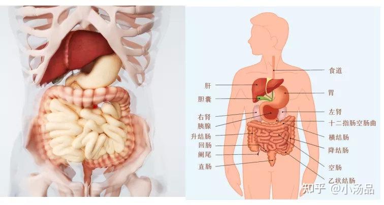 人体肝脏的位置图片