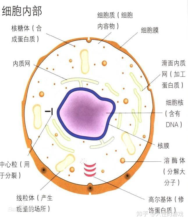 胞浆图片