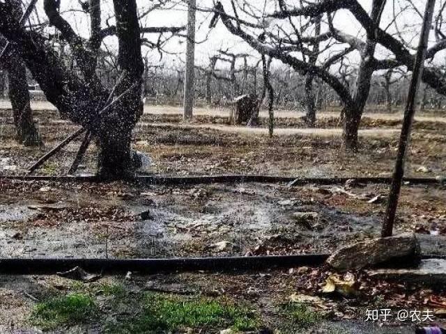 苹果园浇水有个度别出力花钱不讨好