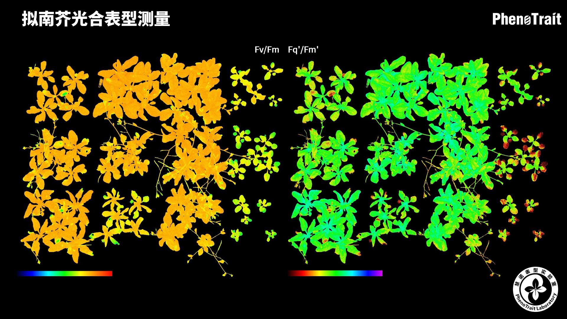 多功能植物光合表型測量系統