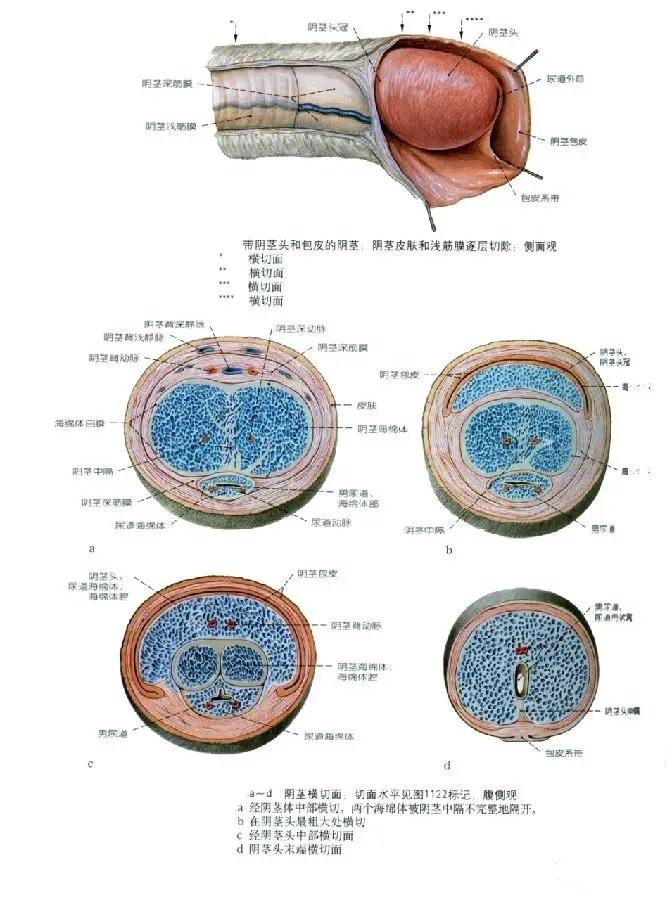 解剖生理学图片