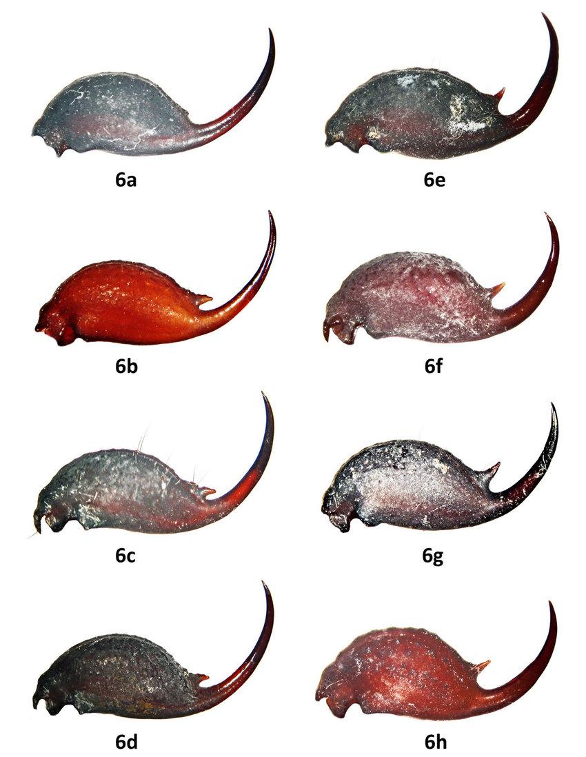 文献翻译补充蝎子武器的生态学作用综述