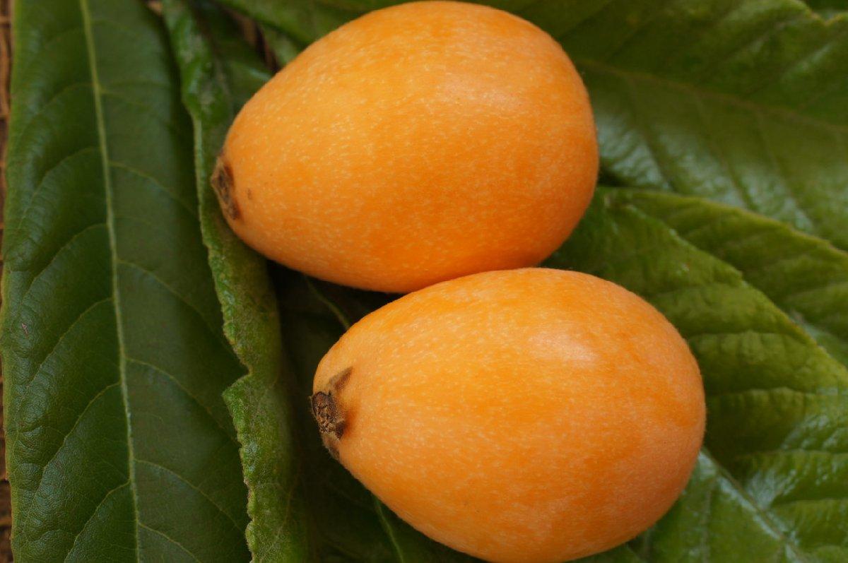 2022重庆大足枇杷节时间地点活动采摘攻略