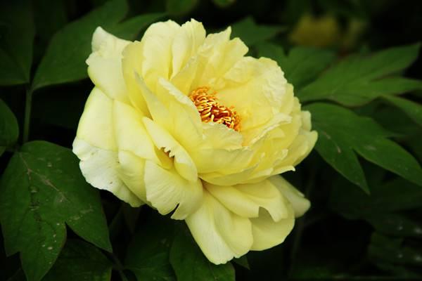 10种植物加湿效果堪比加湿器 知乎 10种植物加湿效果堪比加湿器 知乎