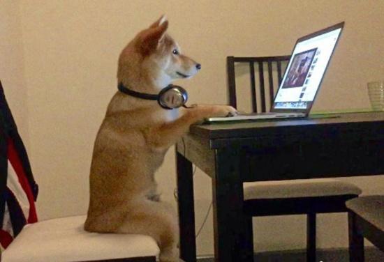 柴犬的前世今生从猎犬到网红表情包