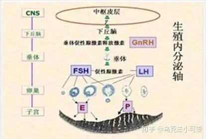 什么叫垂体功能 v2-14a0dbd80a188f1a7100571accb40767_b.jpg