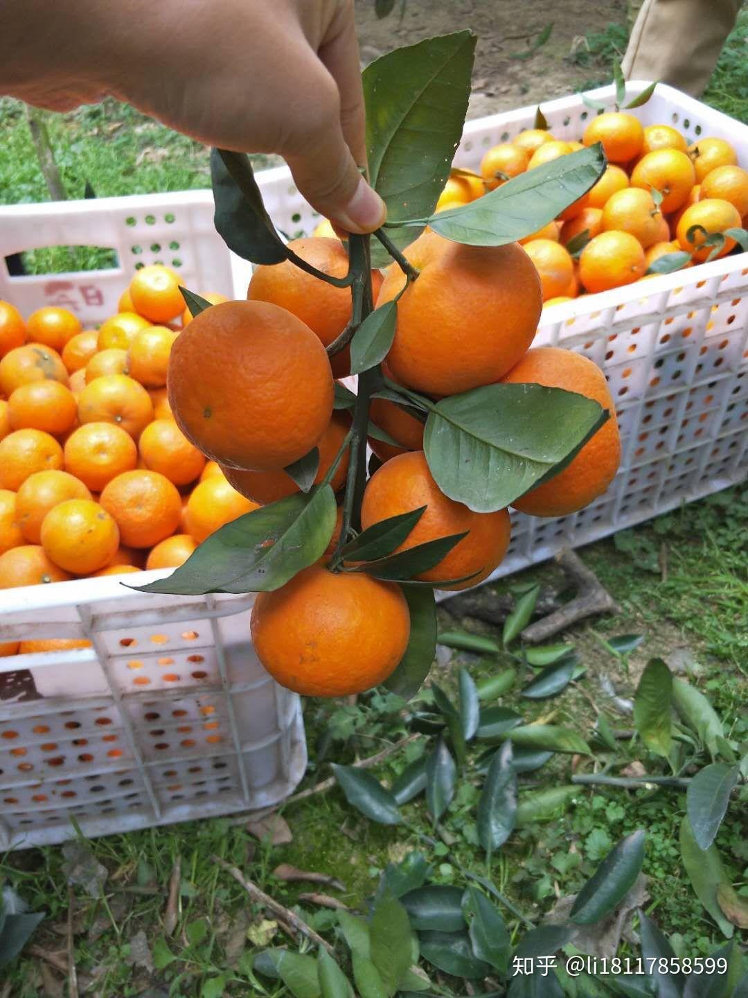 下果园采摘沃柑