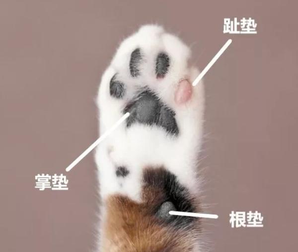 猫狗肉垫冬天干燥开裂怎么办 知乎