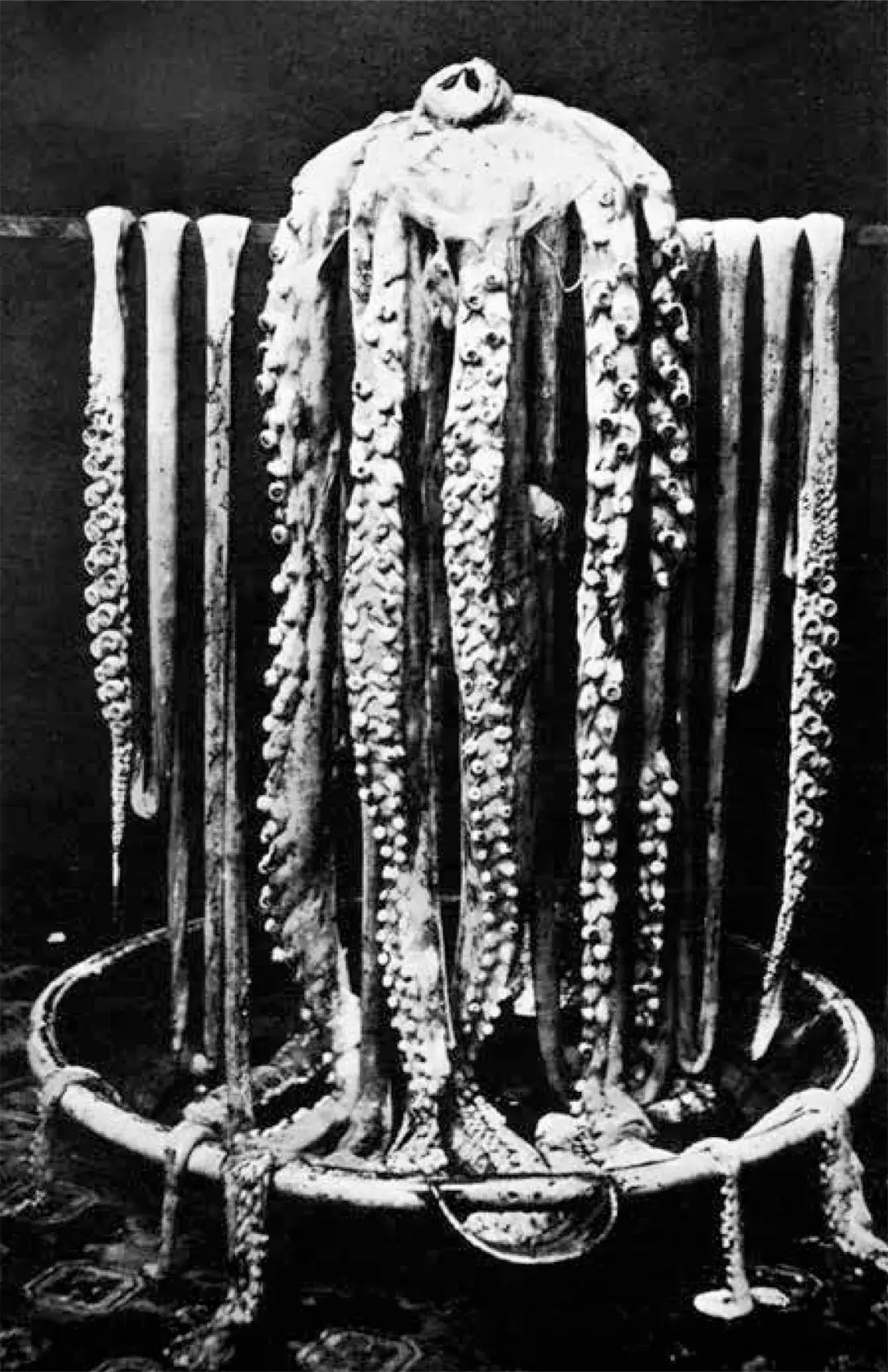 从荒诞传说到科学事实,北海巨妖"克拉肯"是如何现身的?