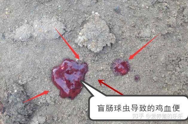 虫见愁丨鸡盲肠球虫难治死亡率高?不提前预防等到发病就晚了! - 知乎
