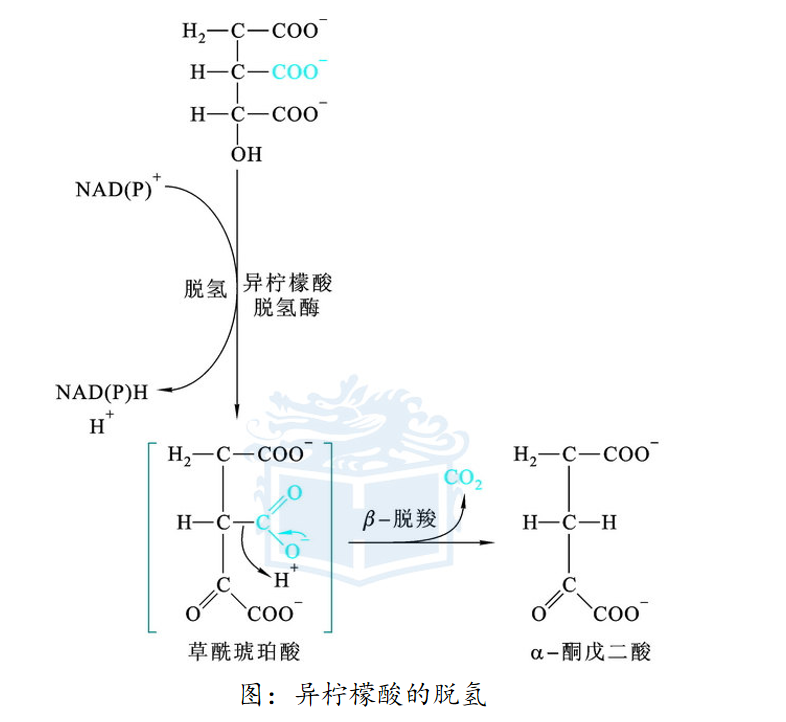 柠檬酸氧化脱羧产生α-酮戊二酸由异柠檬酸脱氢酶(idh)催化先是脱氢