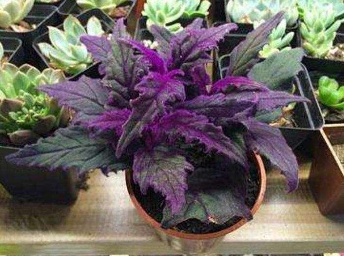 如天鹅绒般的观叶植物紫鹅绒