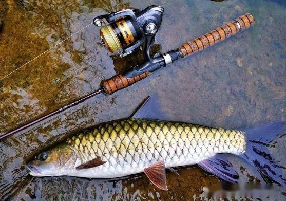 至少值2000!浙江男子钓到罕见大军鱼,长约1米重15斤