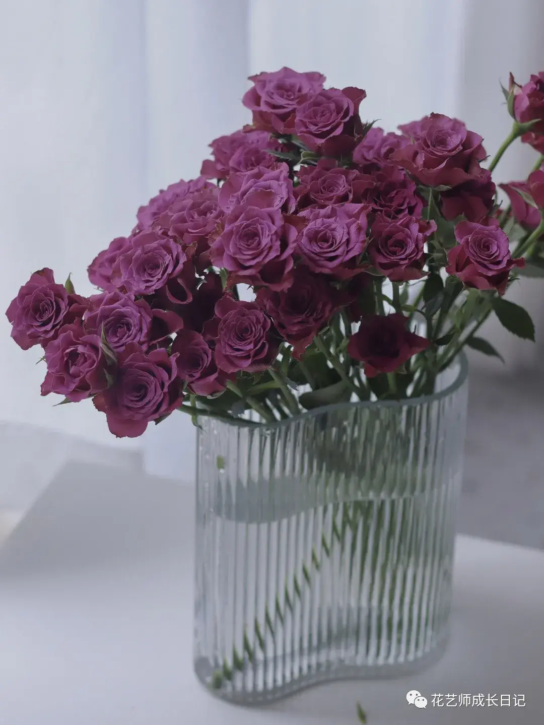 100朵玫瑰vol61蓝莓玫瑰神秘而高级的深紫色
