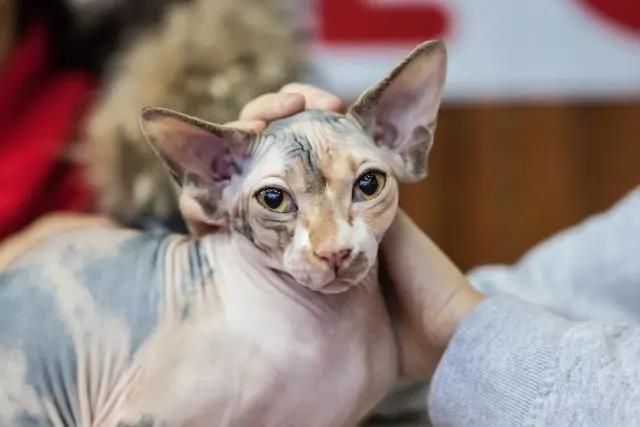三花猫一定是小母猫吗? - 知乎