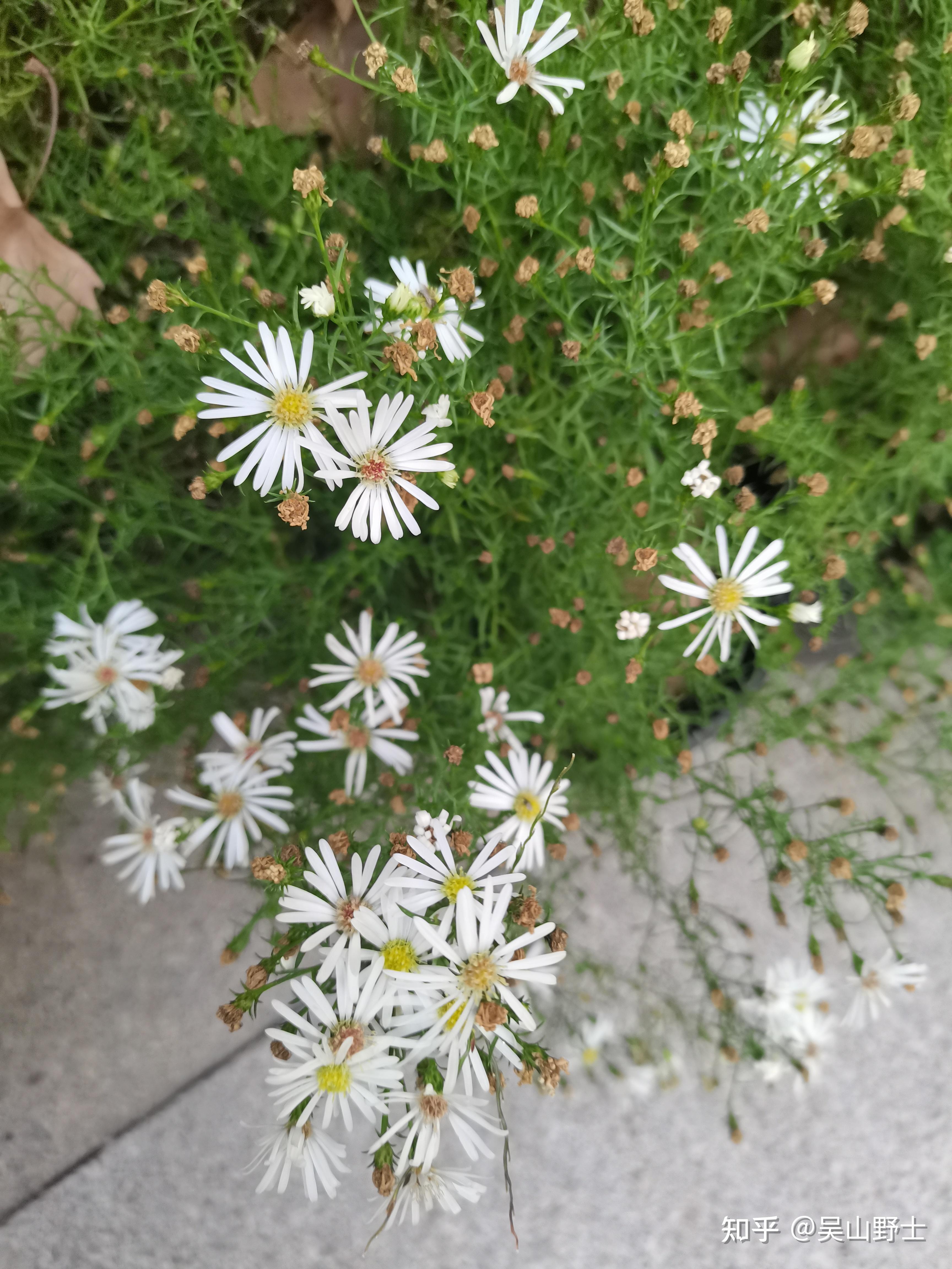 【七绝·柳叶白菀】(平水韵)