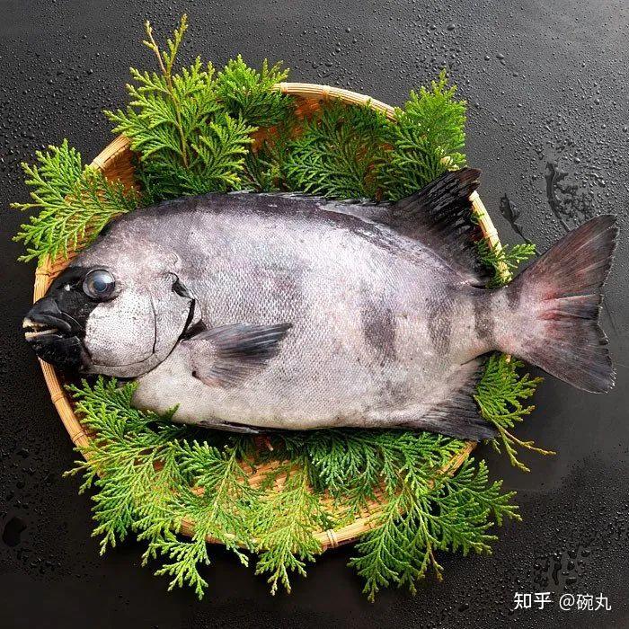 石鲷 | 记一位有时穿条纹衫的少年