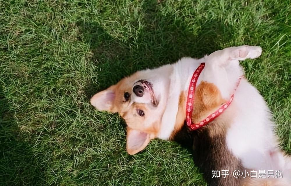 看到你就“打滚”的狗狗,就是爱你?那你就错了 - 知乎