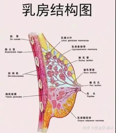 乳腺结节,乳腺增生可以买保险吗?哪些产品可以买?