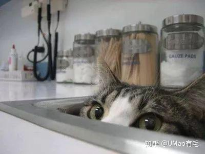 猫猫为什么喜欢躲猫猫？它们是在躲你吗？ - 知乎