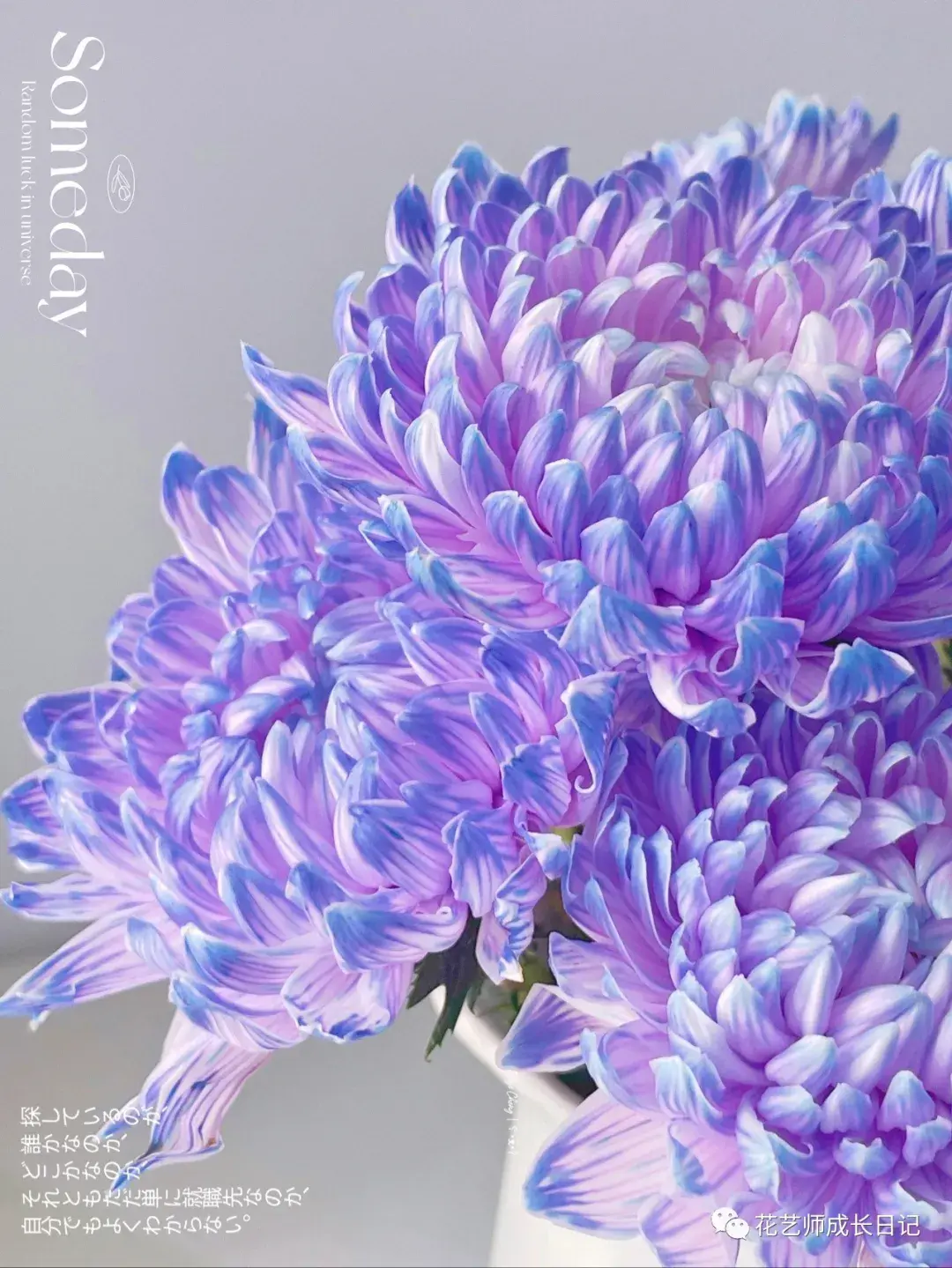 花艺奇思妙想vol26吸染牡丹菊尽显姹紫嫣红之华美