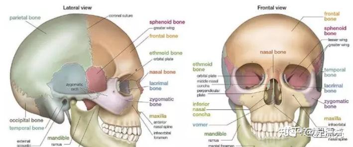 这里说的颞部凹陷,主要是指下图蓝色区域,靠近颞线,颞骨,顶骨附近.