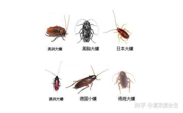 最近寝室经常出现这种虫子,黑白相间,触角顶端也是白的.
