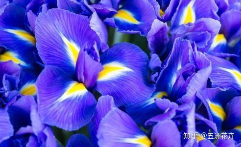 白色:纯真黄色:友谊永固,热情开朗蓝色:赞赏对方,暗中仰慕紫色:爱意