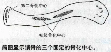 肩关节正常解剖与变异 - 知乎