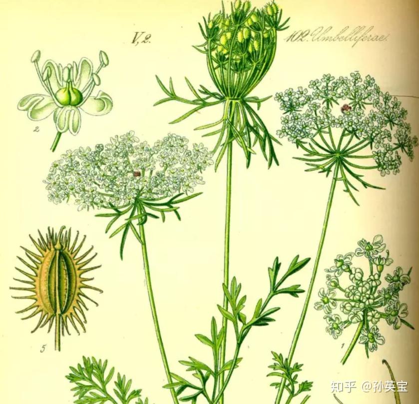 植物科学绘画之花序的绘画方法 - 知乎