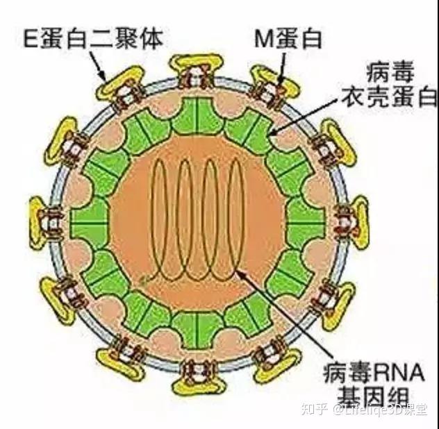 转载病毒和人类的战争上3d互动版本