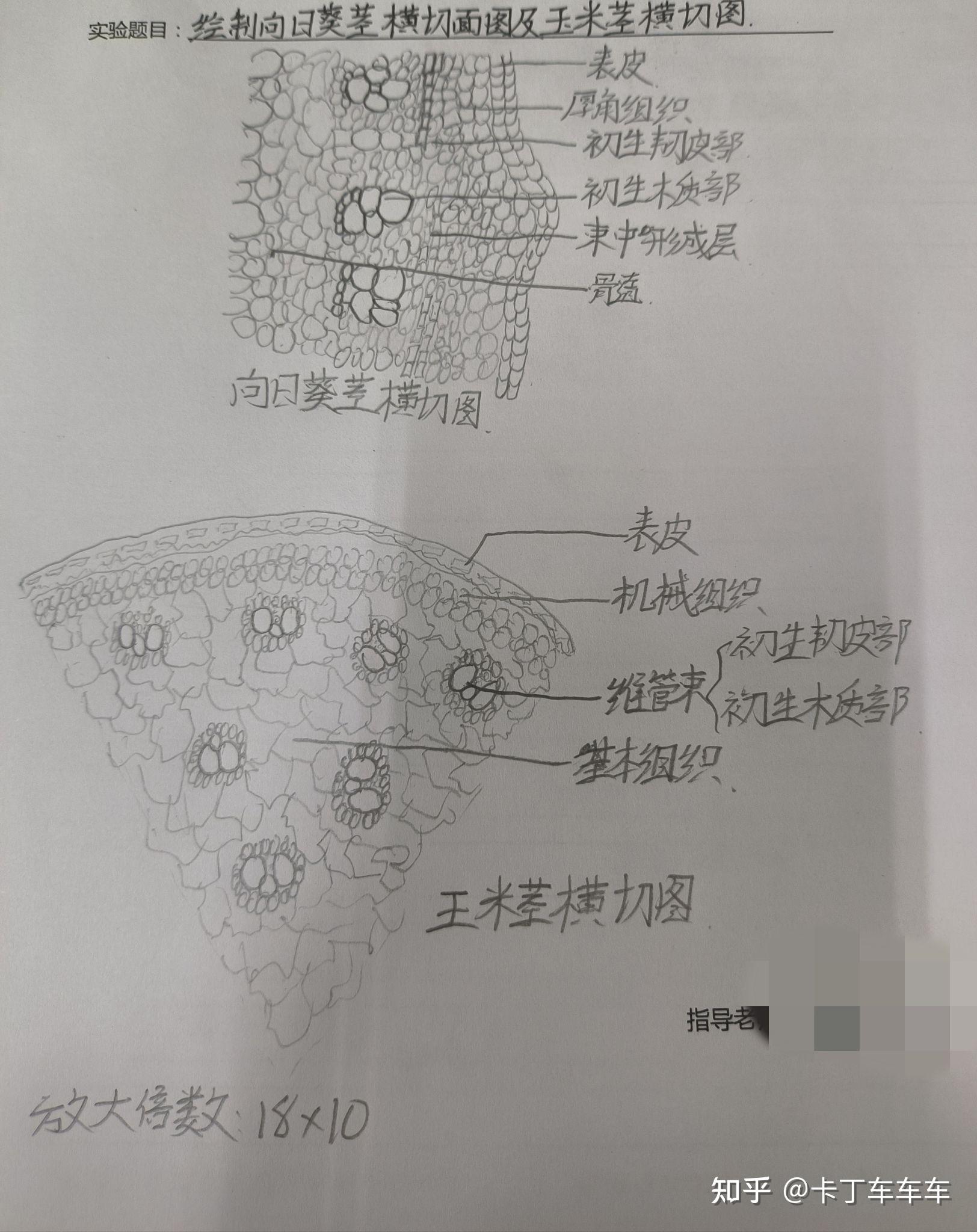 玉米幼根横切结构图图片