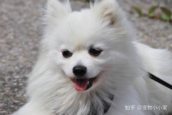 为什么养“银狐犬”的人很少?原来是这几点让人难以接受 - 知乎