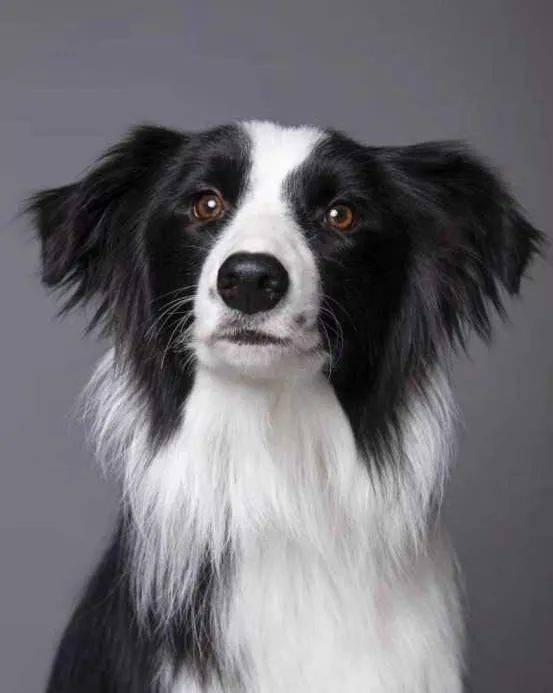 国内首只入职精神医疗犬 - 怡悦爱丽丝一直在努力近日,西安爱丽丝宠物