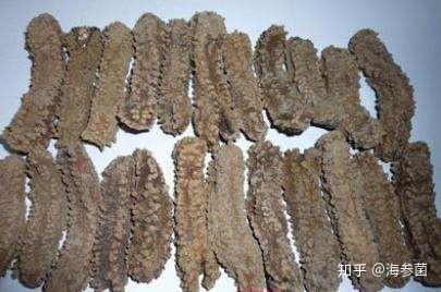 海参也有档次之分，你知道哪种最好吗？ - 知乎