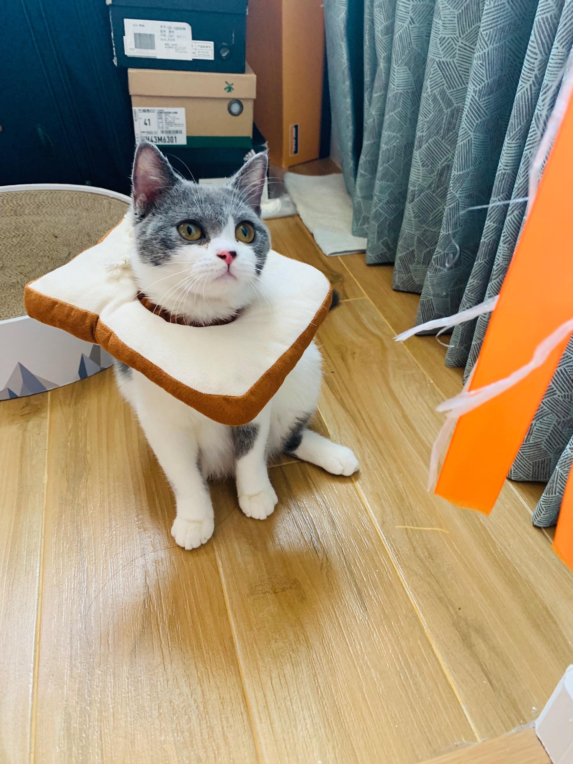 蓝白猫属于英短的一种吗 v2-15089f40a0a6d821c0904d43d5f459b7_r.jpg