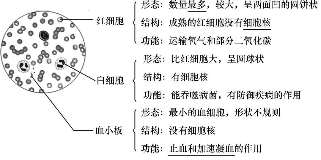 關節的結構22,人的生殖系統23,雞卵的結構24,細菌,真菌和病毒的結