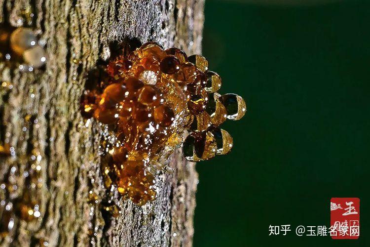 琥珀形成过程是怎样的琥珀形成的过程介绍