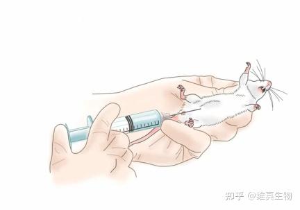 injection-clodrosome)皮下注射1,使用戊巴比妥钠麻醉小鼠后,用剃毛