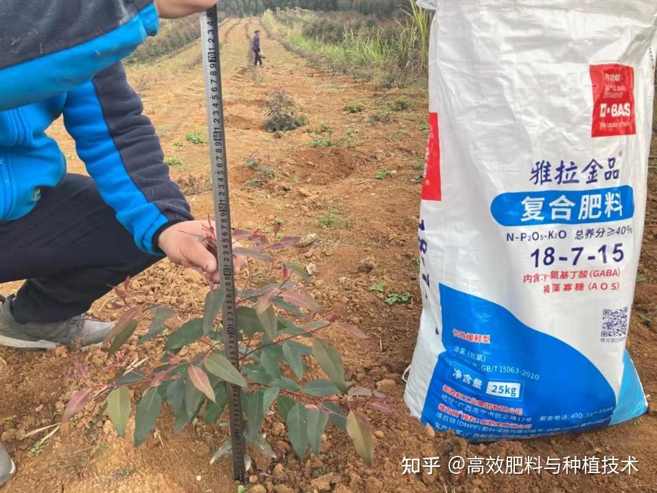 施肥季到了桉树追肥如何施这些技巧你都掌握了吗