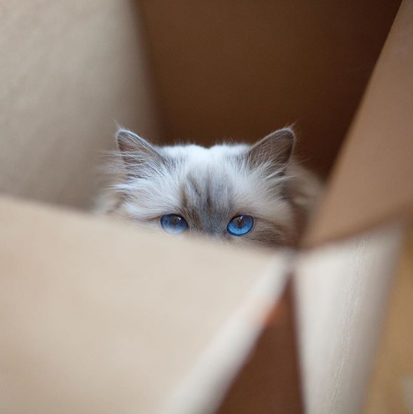 吸猫大会伯曼猫irma