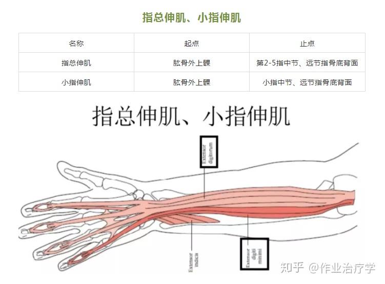 指总伸肌,小指伸肌尺侧腕伸肌桡侧腕长短伸肌手功能肌群4 人赞同了该