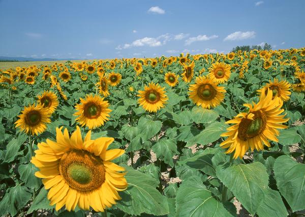 花见の盛夏 北海道夏日人气旅行地 知乎