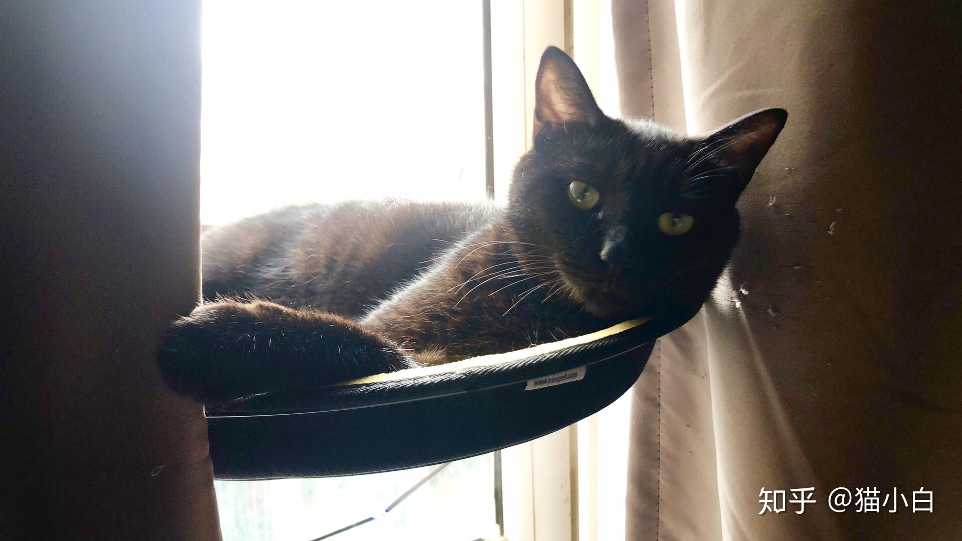 黑猫都是什么品种的?怎么才能得到一只纯黑色